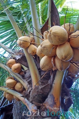 Kokosy na Bali