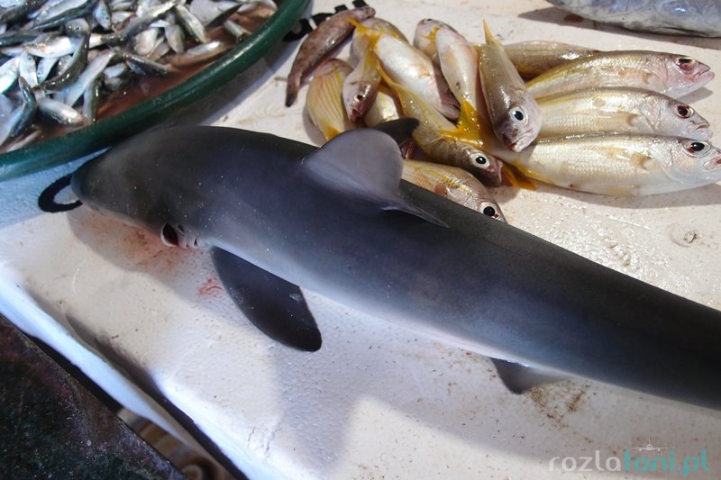 Rekiny na targu rybnym w Jimbaran